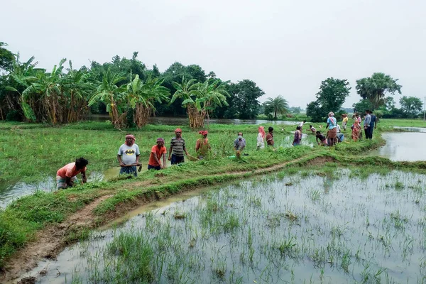 웨스트 2020 비오는 날에는 인디아의 농부들이 집단적으로 밭에서 일하고 — 스톡 사진