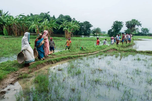 Burdwan Bengala Ocidental Índia Julho 2020 Dias Chuvosos Agricultores Rurais — Fotografia de Stock