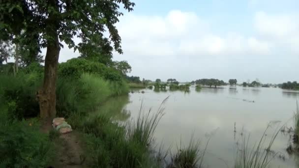 Videobeelden Van Overstroomde Uitgestrekte Wetlands Waar Helft Van Planten Bomen — Stockvideo