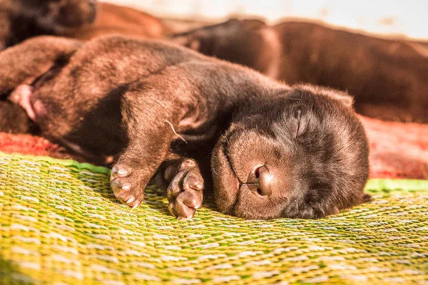 Tatlı bir yavru köpek uyuyor.