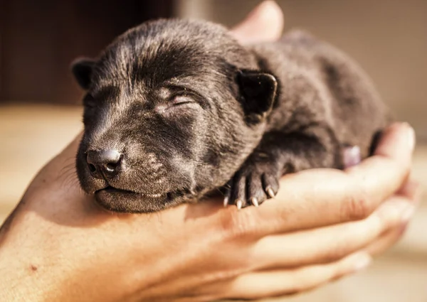 Lindo Cachorro Bebé Está Durmiendo Una Mano Mujer — Foto de Stock
