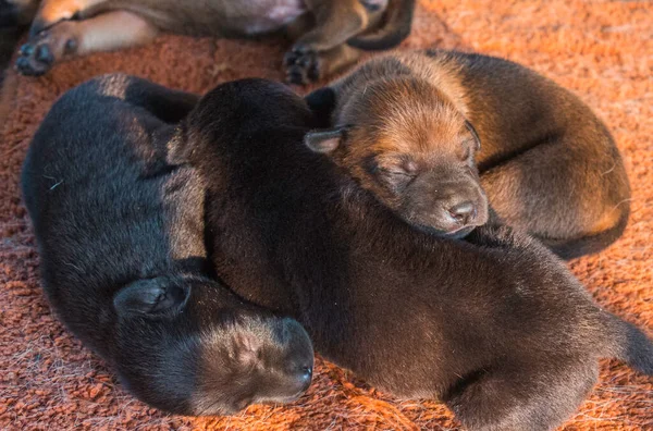 Een Schattige Baby Puppy Slaapt — Stockfoto