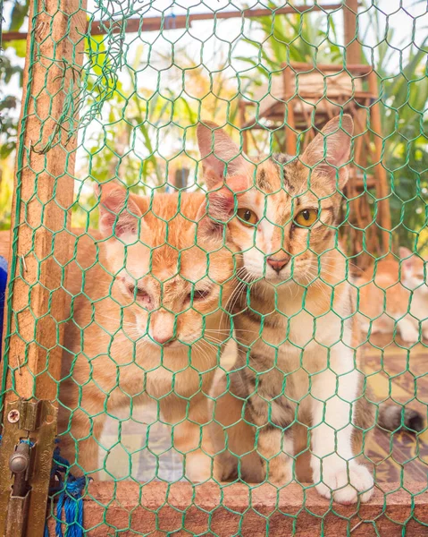 Dos Gatos Sentados Una Jaula — Foto de Stock