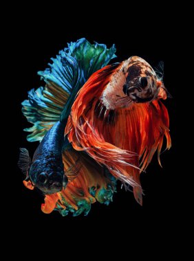 Güzel Sanatlar dövüş balık, daha iyi balık, Betta splendens 