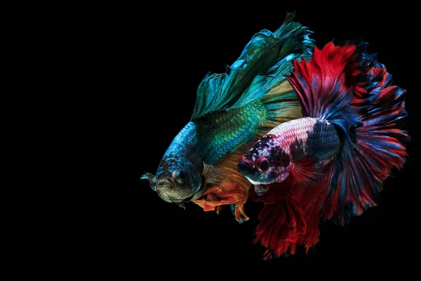 Fine Art Siamese Vechten Vis Betta Vis Betta Splendens Twee — Stockfoto