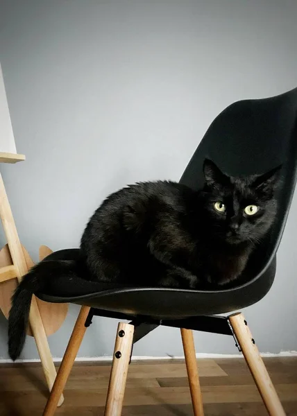 Czarny Kot Czarnym Krześle — Zdjęcie stockowe