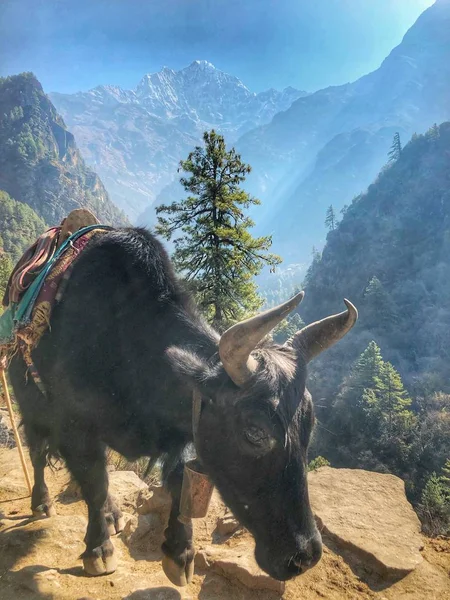 Caravan of yaks in mountains in Nepal