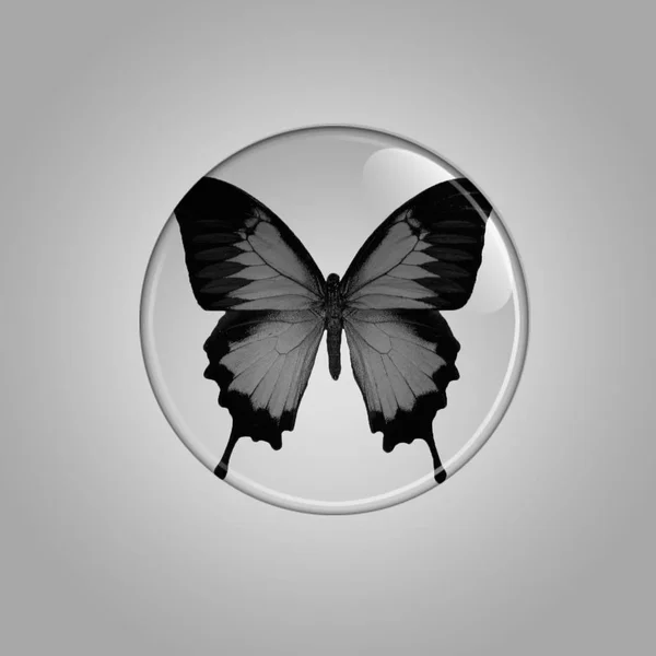 Šedý Motýl Skrz Skleněnou Čočku — Stock fotografie