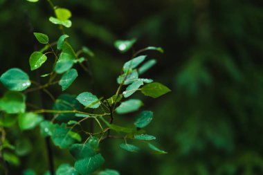Karanlık bir arka plan üzerinde bir yağmur damlası veya sabah çiy ile kaplı bir aspen ağacının yaprakları