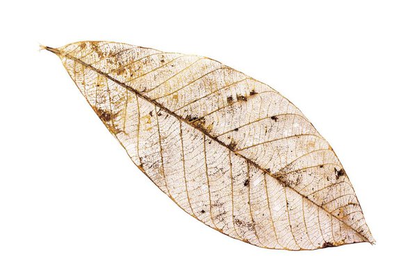 Closeup of skeleton of a deteriorated leaf