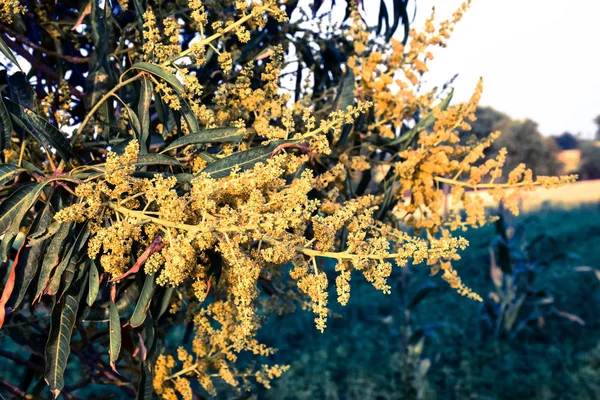 Gros plan jeunes fleurs jaunes de mangue . — Photo