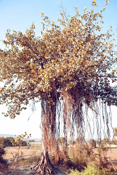 Un gran tronco de árbol de gran árbol banyan creciendo — Foto de Stock