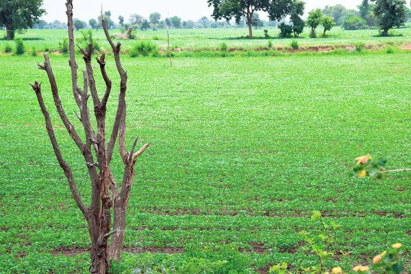 Сухое дерево на фоне зеленого поля и деревьев — стоковое фото