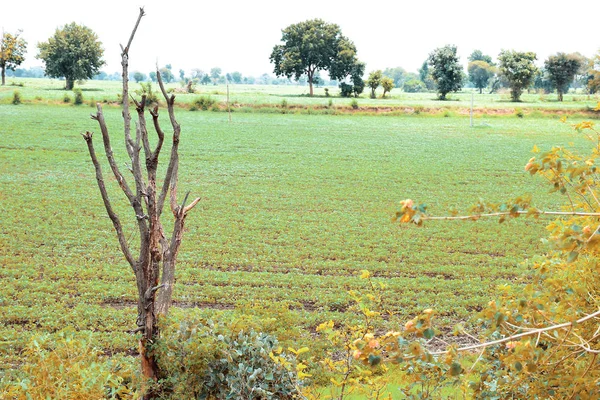 Сухое дерево на фоне зеленого поля и деревьев — стоковое фото