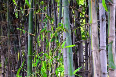 Bambu korusu, bambu orman doğal yeşil ve gri arka plan