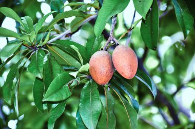 Ağaç yaprakları ile Kahverengi Spodilla meyve.