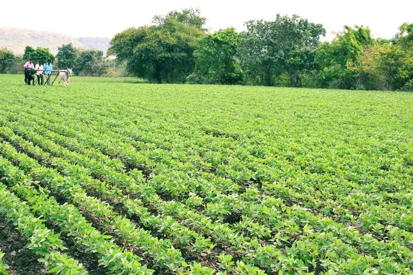 Dewas, Madhya Pradesh, India, granjero usando bueyes para trabajar en el campo, escena agrícola india. plantas de soja —  Fotos de Stock