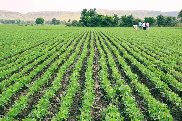 Dewas, madhya pradesh, hindistan, çiftçi tarlada çalışmak için öküz kullanarak, Hint tarım sahnesi. soya bitkileri — Stok fotoğraf