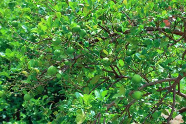 organik çiftlikte güneşli bir gün boyunca bir limon ağacı üzerinde yeşil limon