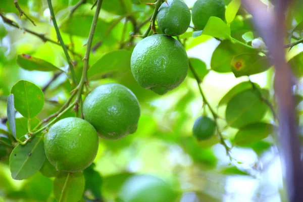 organik çiftlikte güneşli bir gün boyunca bir limon ağacı üzerinde yeşil limon