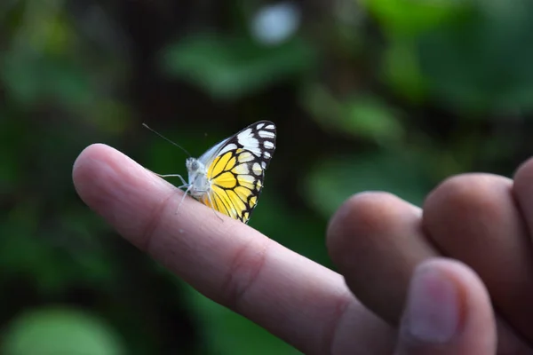 Бабочка под рукой в джунглях — стоковое фото