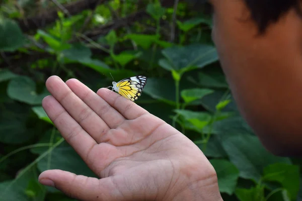 Бабочка под рукой в джунглях — стоковое фото