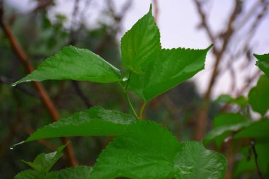 Yeşil yaprakları ve gökyüzü. Doğa arka plan