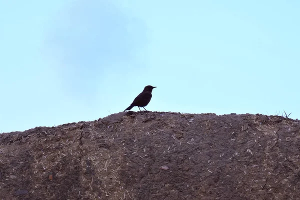 Νεαρό πουλί μαύρο σκαρφαλωμένο σε έναν τοίχο — Φωτογραφία Αρχείου