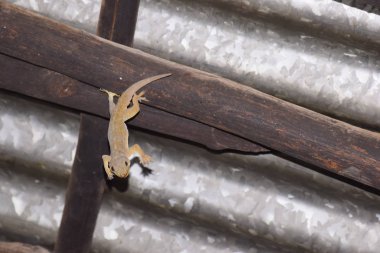 Tavanda ölü bir kertenkele asılı..