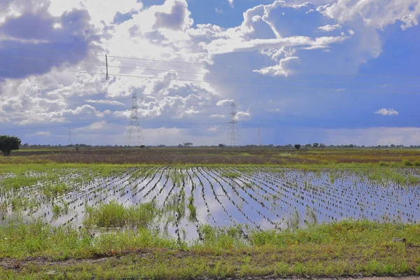 Debido a la lluvia excesiva. los campos están inundados y los cultivos de soja i —  Fotos de Stock