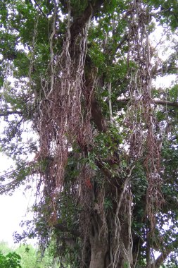 Banyan ağaçları ve sallanan kökler, doğanın güzel manzarası.