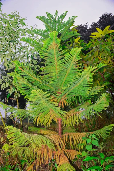 绿蕨类和其他植物 在热带雨林的墙壁上留下植被 — 图库照片