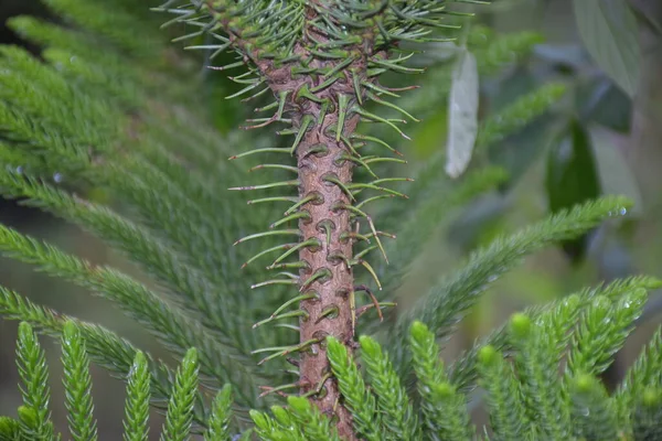 Green Fern Other Plants Leaves Vegetation Walls Rain Forest — Stock Photo, Image