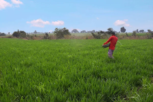 Agricultor Indio Aplicando Estiércol Para Aumentar Capacidad Fertilizantes Campo Trigo —  Fotos de Stock