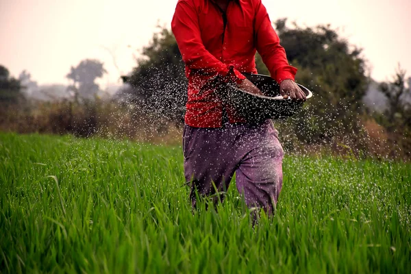 Indian farmer applying manure to increase fertilizer capacity in wheat field