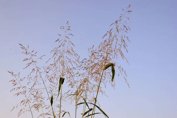 長い草が畑に手を振って美しい空を背景に — ストック写真