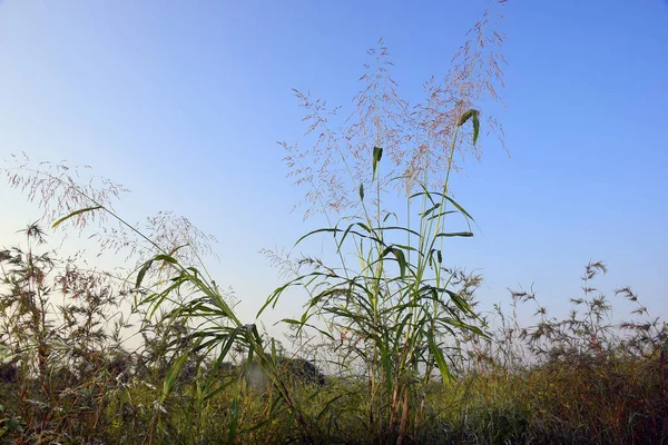 Herbe Longue Agitant Dans Les Champs Beau Ciel Arrière Plan — Photo