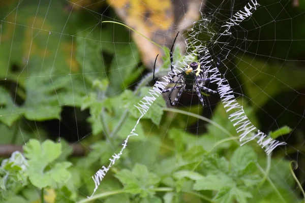 the spider weaves its net among the green plants