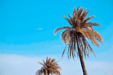 Hurma ağacından ve gökyüzünden de gölgeler içinde.