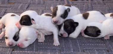 Beyaz İsviçreli çoban köpeği, sabah güneşinde dinlenirken