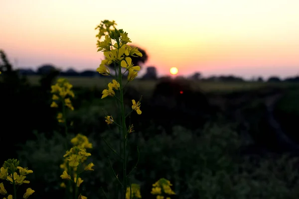 太陽の光とその中に植えられた花を備えたマスタード植物 畑の夕日の美しい景色 — ストック写真