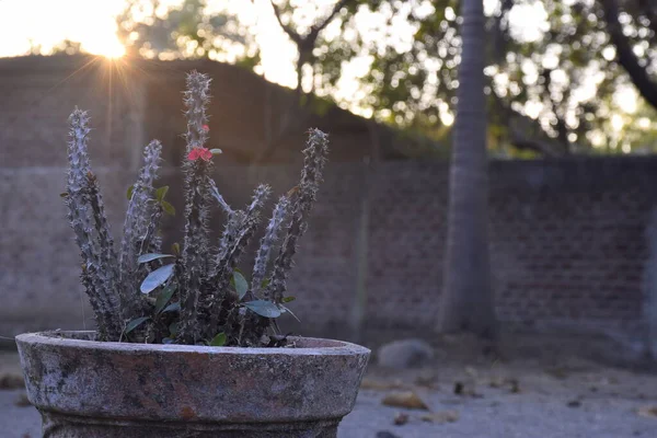 Planta Cactus Maceta Arcilla Vieja Hermosa Imagen Del Atardecer Cactus — Foto de Stock