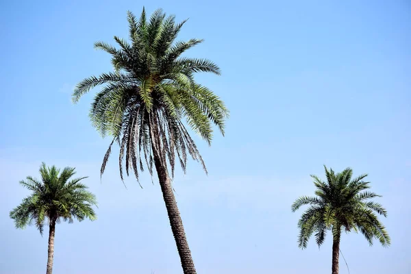 Hurma ağacından ve gökyüzünden de gölgeler içinde.