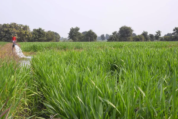 Buğday Bitkileri Püskürtüsüyle Sulanıyor Hint Çiftliklerinin Manzarası — Stok fotoğraf