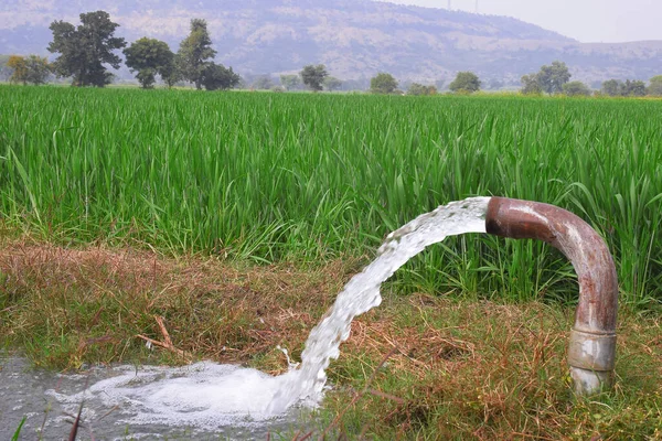 Plantas Trigo Estão Sendo Irrigadas Por Jato Água Uma Visão — Fotografia de Stock