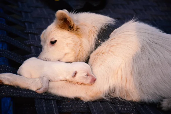 White Swiss Shepherd Bitch Caring Her Puppy — стоковое фото