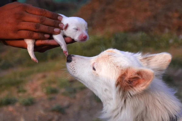 White Swiss Shepherd Bitch Caring Her Puppy Who Hands Man — стоковое фото