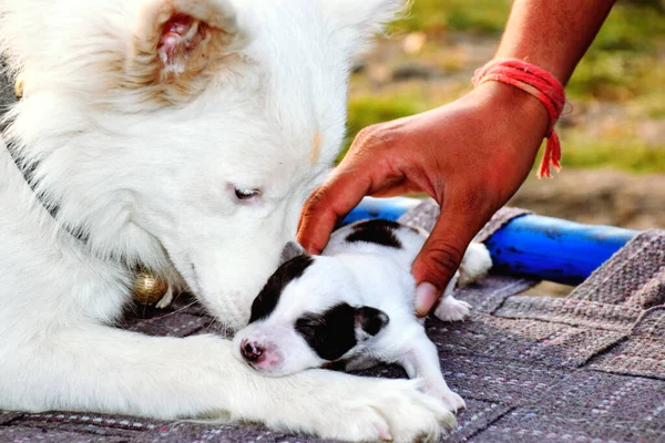 White Swiss Shepherd Bitch Caring Her Puppy Who Hands Man — стоковое фото