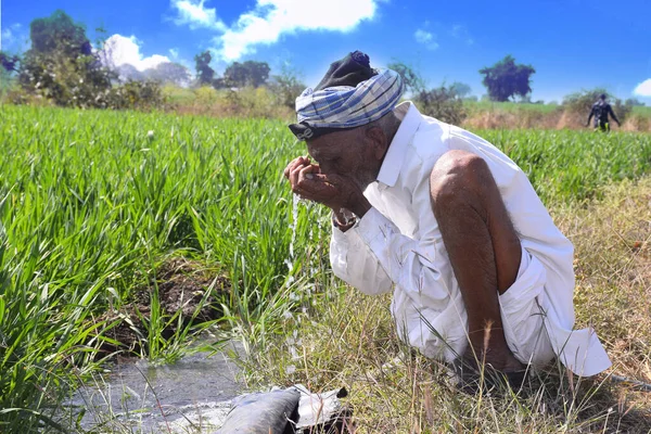 Ein Älterer Indischer Bauer Trinkt Wasser Auf Seinem Weizenfeld Wasserstrahl — Stockfoto