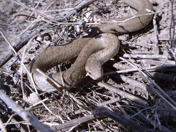 Engerek - ortak Viper